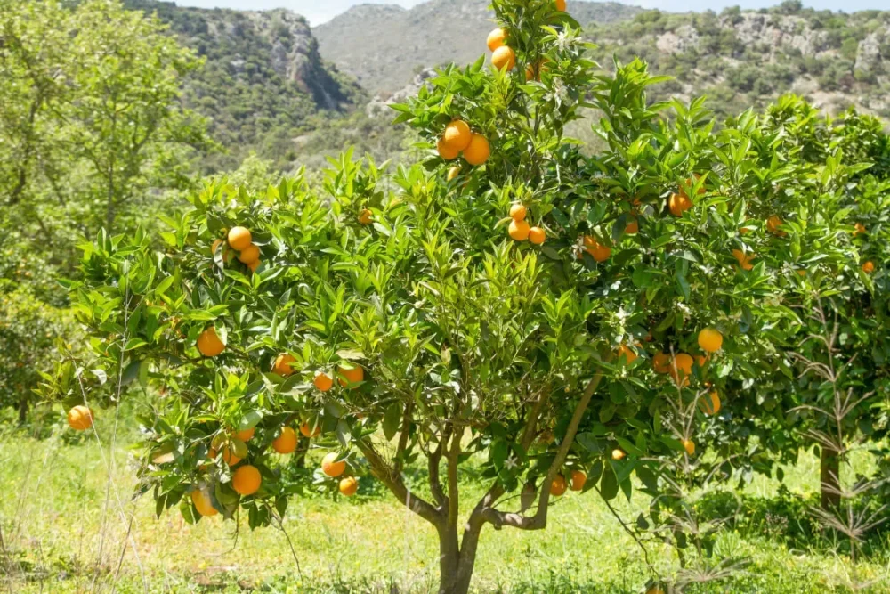 Origen de las naranjas pequeñas ¿Por qué se desprenden?