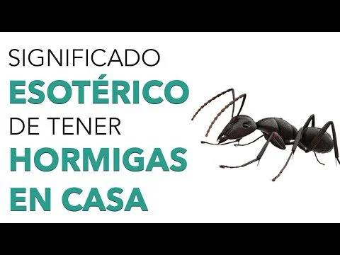 Significado de las Hormigas en el Baño Revelaciones sobre tu Hogar