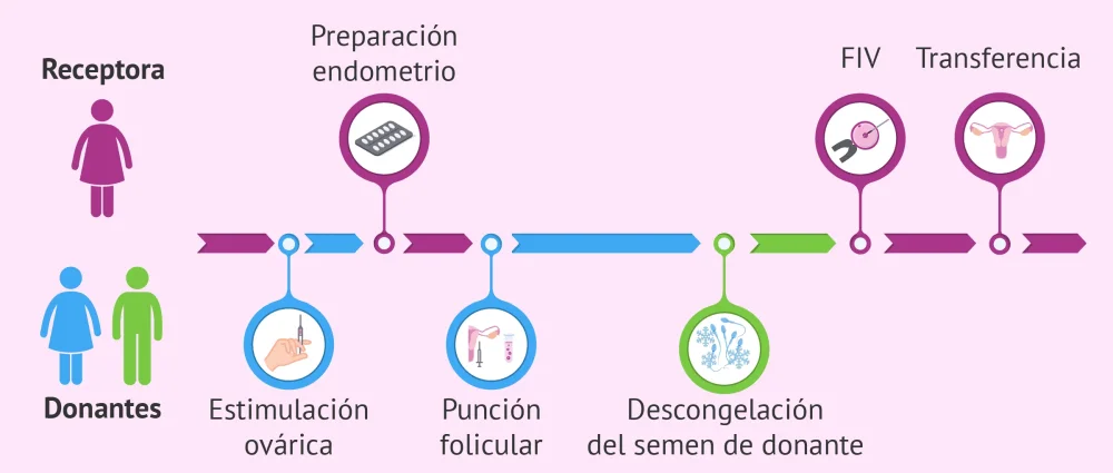 Adaptación al cambio en la donación de óvulos en parejas