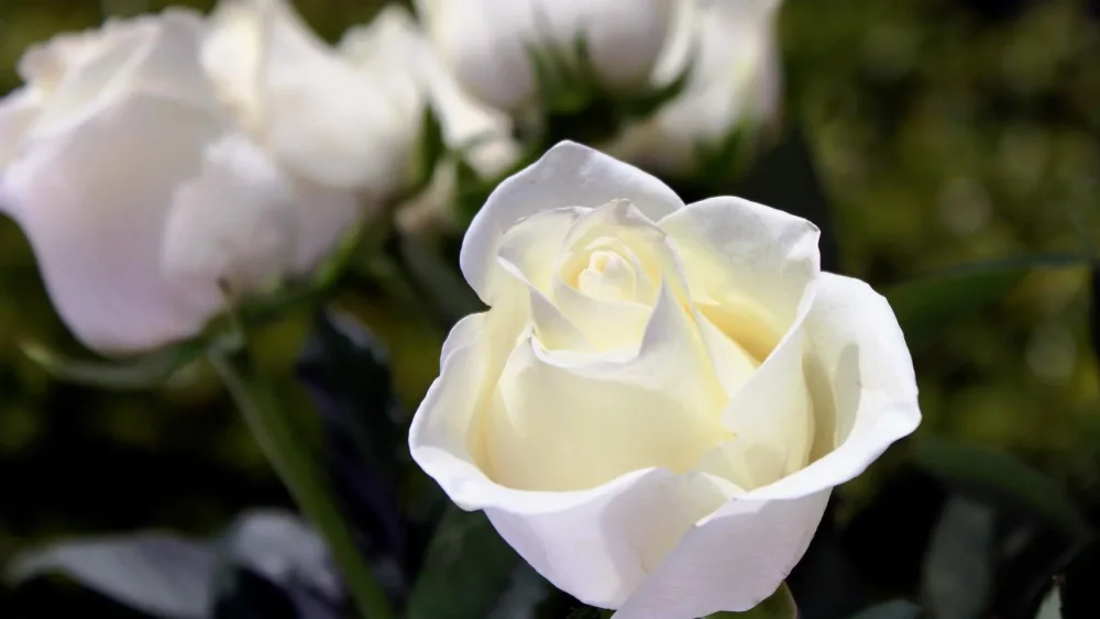 Sueños con rosas blancas significado y simbolismo