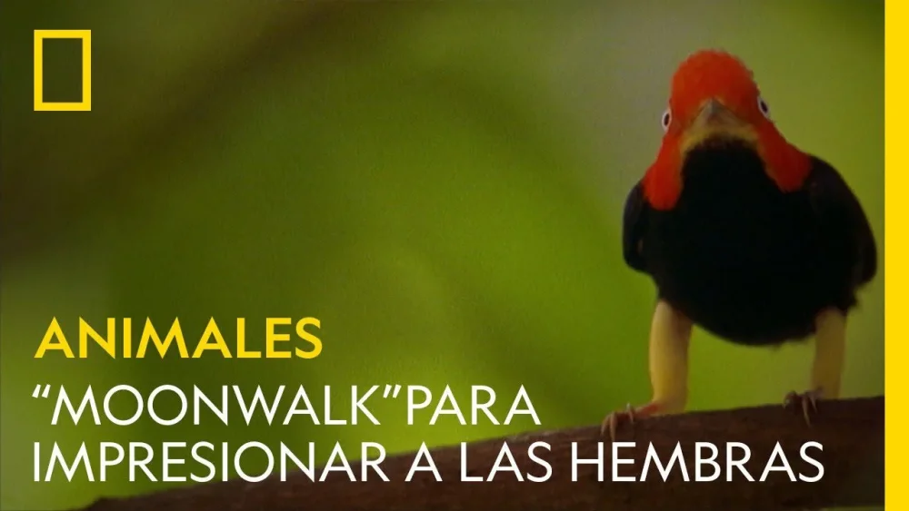 Descubriendo el misterio de la papada en los pájaros