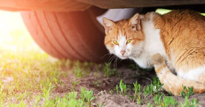 El significado espiritual de atropellar un gato