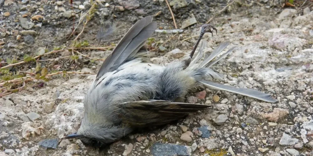 El simbolismo de encontrar un pájaro muerto