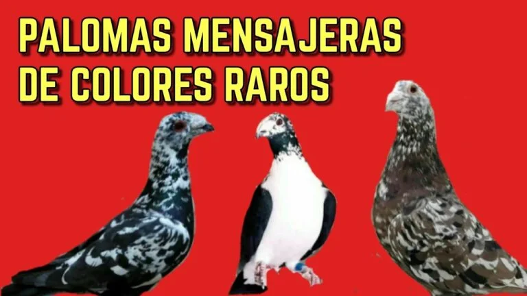 Explorando Palomas de Colores Raros Vistazo Fascinante