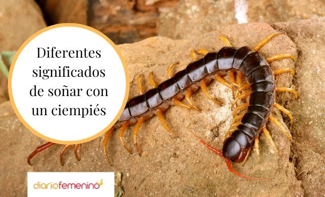 Interpretación de los sueños Soñar con ciempiés