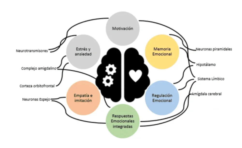 Emociones básicas y comportamiento humano conexión y perspectiva