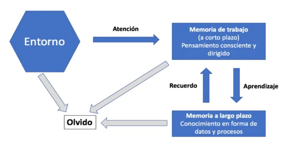 Por qué olvidamos lo que estudiamos