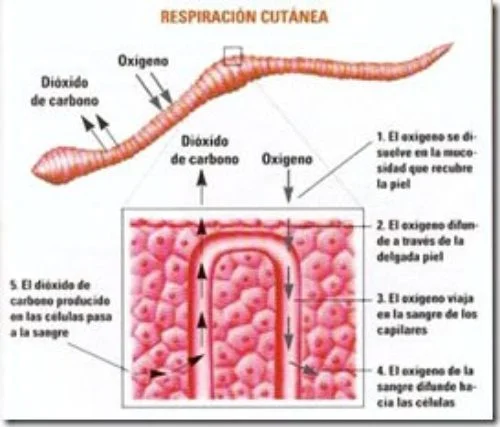 Respiración de la sanguijuela Descubriendo sus secretos