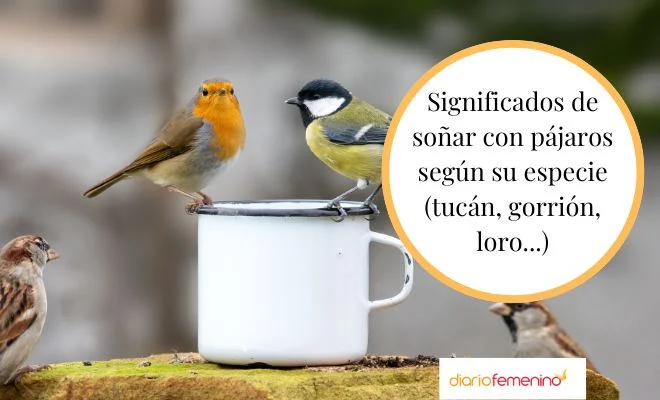 Soñando con un pájaro amigable