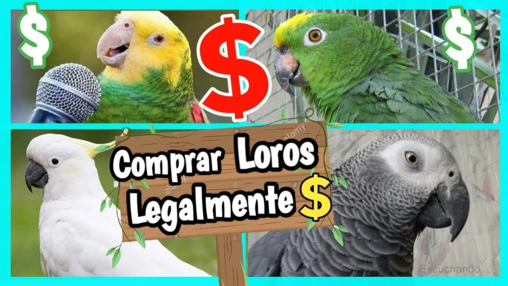 Guía para comprar un loro que habla