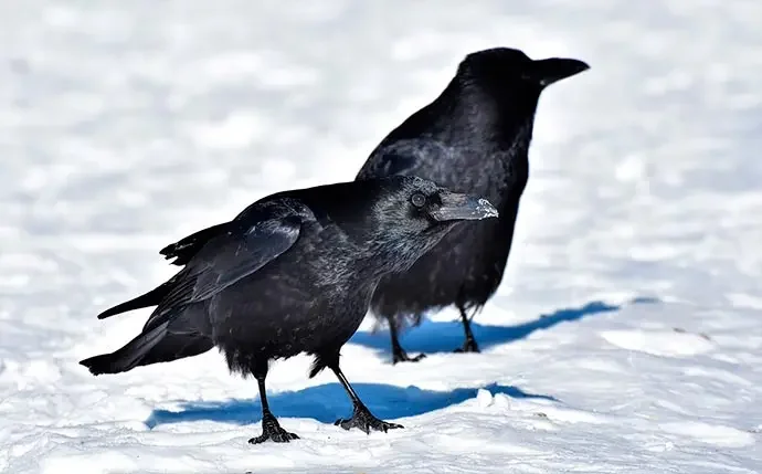 Interpretación de soñar con pájaro negro