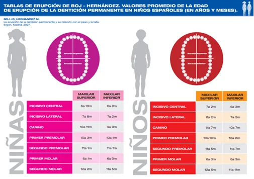 La Caída de los Dientes Todo lo que Necesitas Saber