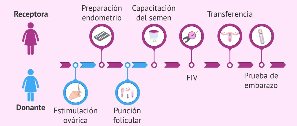 Consejos para afrontar cambios en la donación de óvulos
