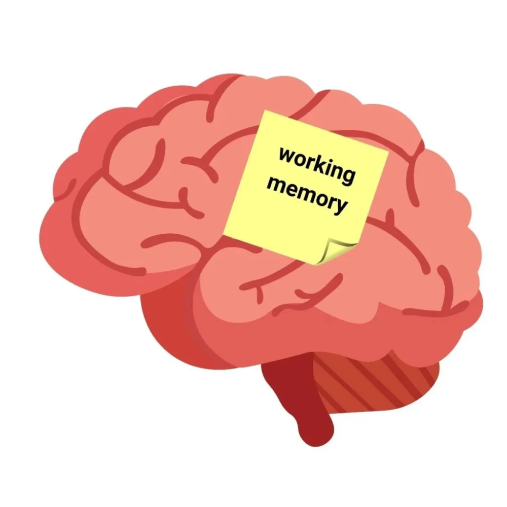Optimización de la Memoria de Trabajo Verbal Enfoque Conciso