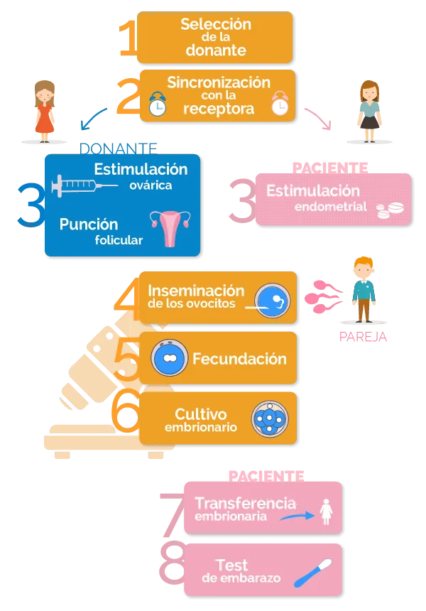 Optimización terapia pareja en preparación donación óvulos
