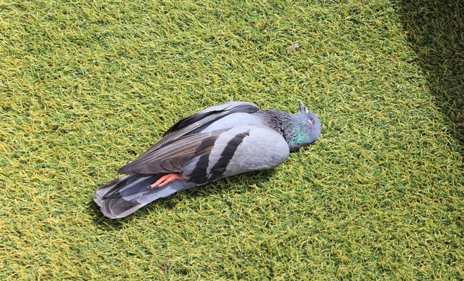 Significado de soñar con palomas muertas