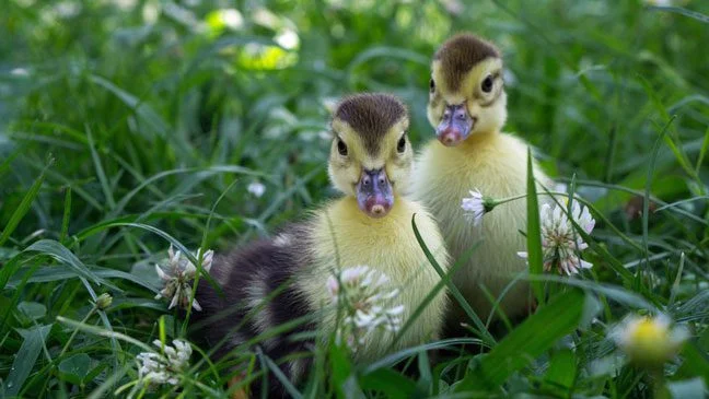 Alimentación de patitos Qué comen los patos bebés