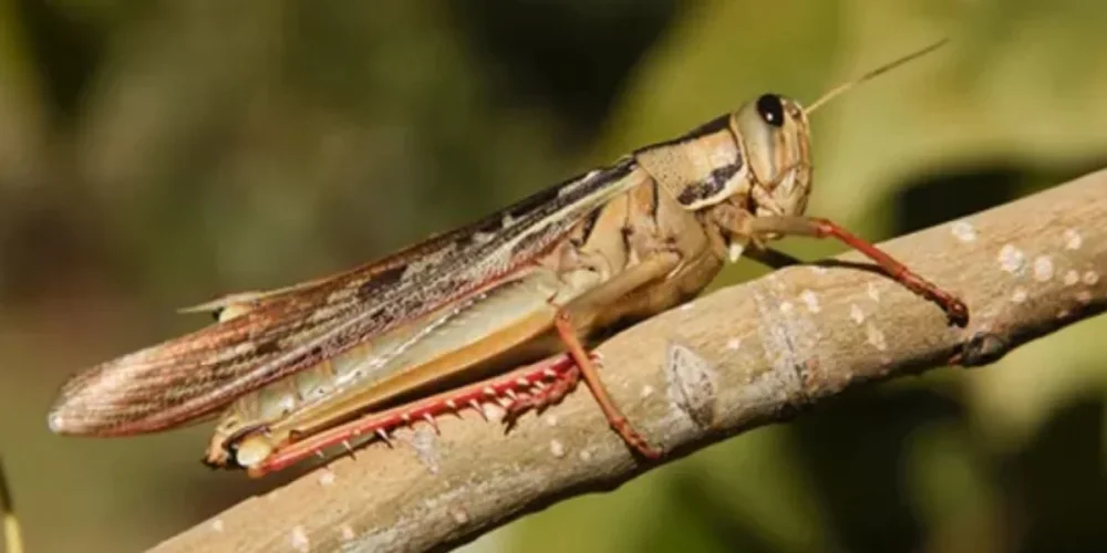 El significado de tener un saltamontes marrón