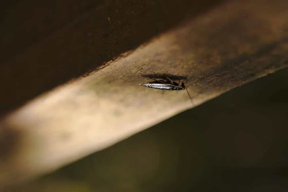 Cucaracha en el Techo Plaga Inesperada