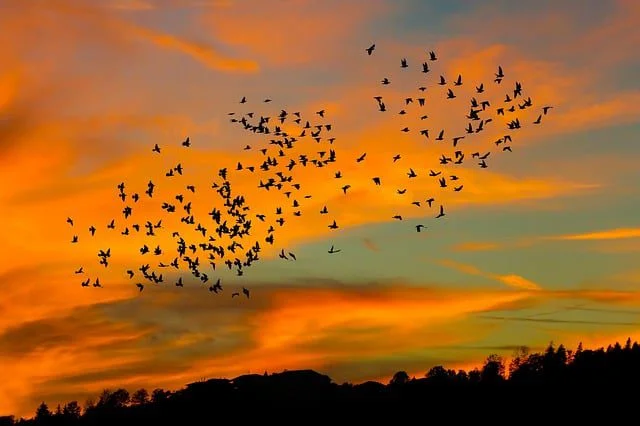 Sueños y plumas Conexión divina entre mundo onírico y aves