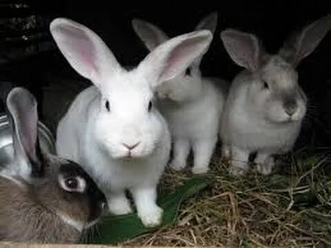 Venta de conejos de campo vivos oportunidad para amantes naturaleza