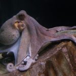 Significado del sueño con pulpo fuera del agua