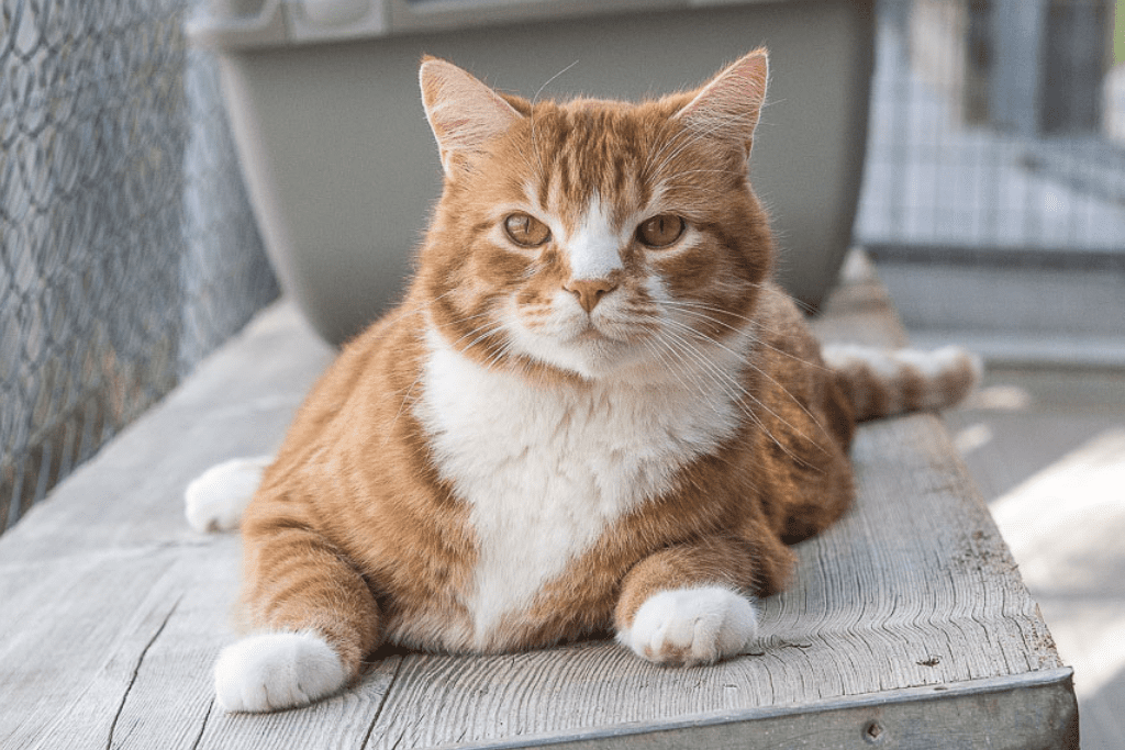 Adopta gatos y cachorros en Barcelona Encuentra tu compañero