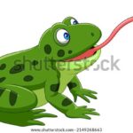Alimentación de ranas pequeñas todo lo que debes saber