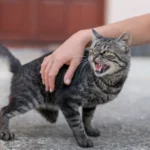 Ataque de mi gato una experiencia aterradora
