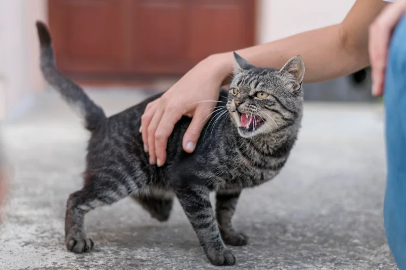 Ataque de mi gato una experiencia aterradora