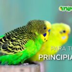 Beneficios de tener pájaros sueltos en casa