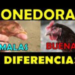 Cómo identificar gallinas ponedoras
