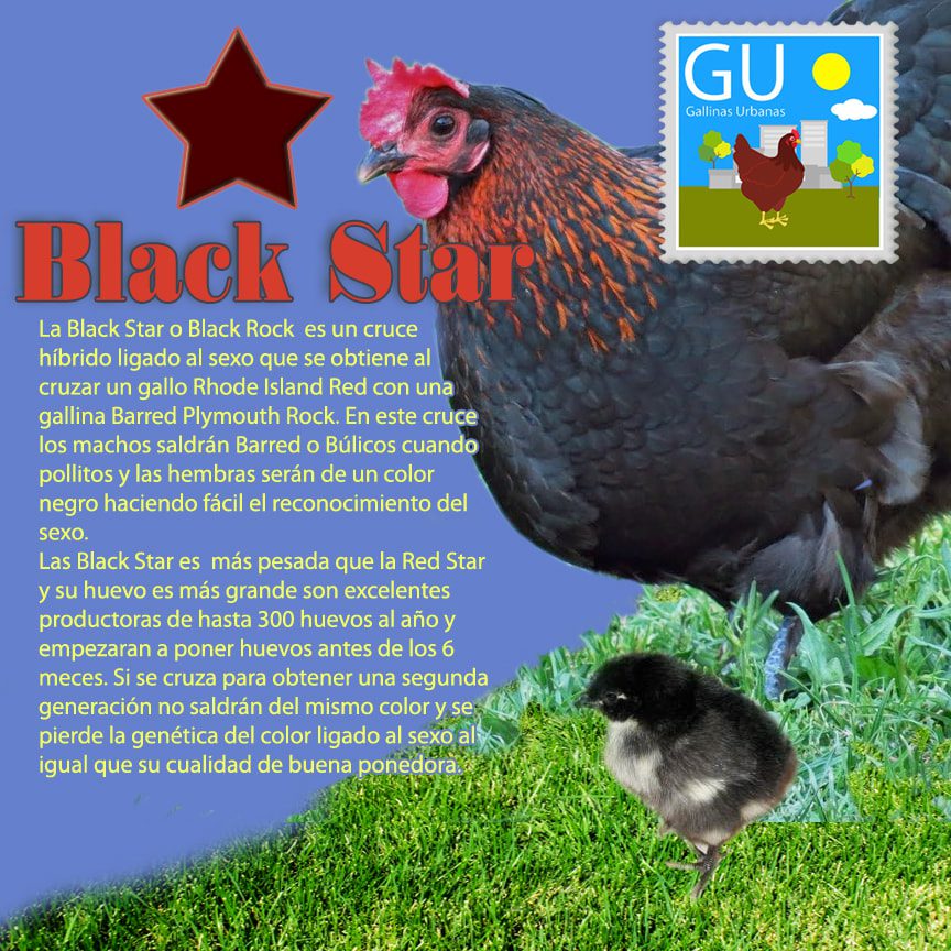 Comparativa de precios de gallinas ponedoras Encuentra la mejor