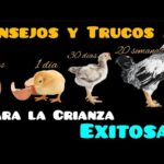 Cría exitosa de gallinas con pollitos Consejos y técnicas
