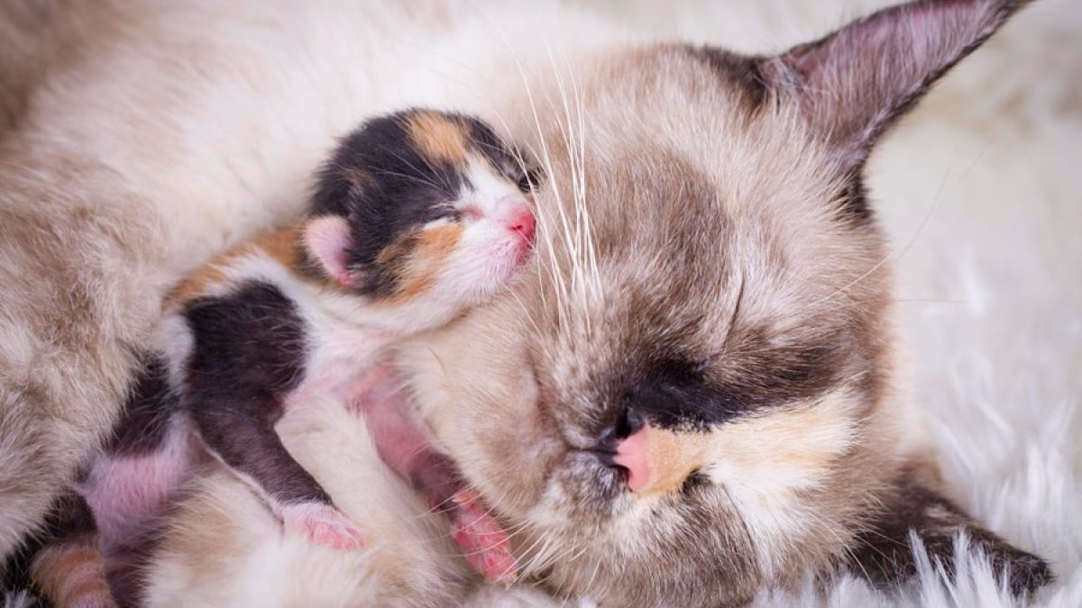 Cuando tu gata se vuelve letal madre mata crías