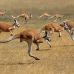Curiosidades sobre el canguro el saltador más veloz