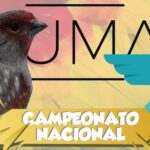Descubre el encanto de los canarios alas grises