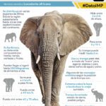 Descubriendo al Elefante Africano Elusivo