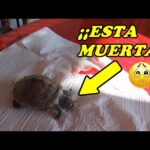 Descubriendo el aspecto de una tortuga muerta