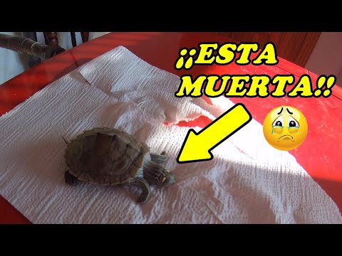 Descubriendo el aspecto de una tortuga muerta