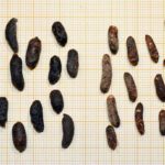 Descubriendo los Peligros de las Cacas de Rata