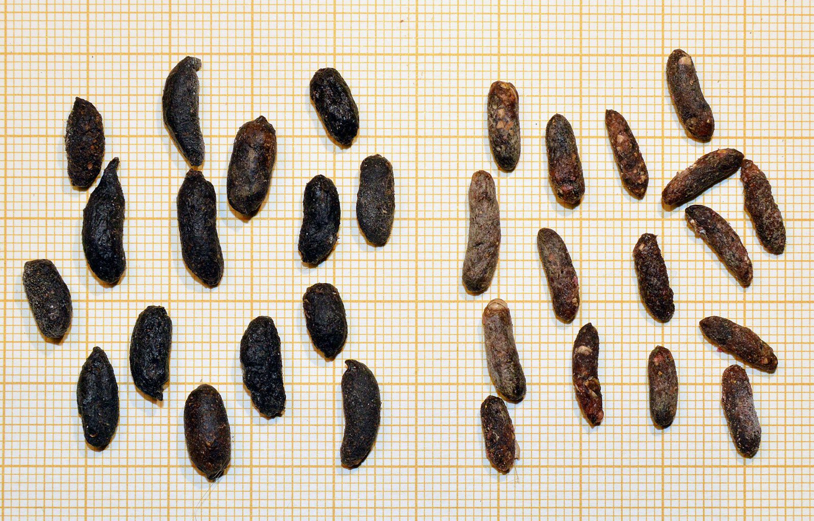 Descubriendo los Peligros de las Cacas de Rata