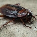 Descubrir una cucaracha en casa significado y prevención