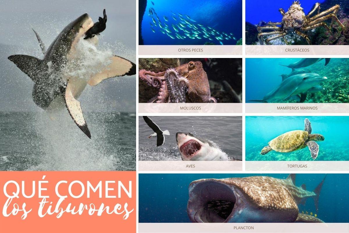 Dieta de tiburones ¿Qué comen?