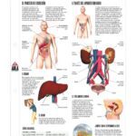 Diferencia entre excreción y defecación Qué expulsa nuestro cuerpo