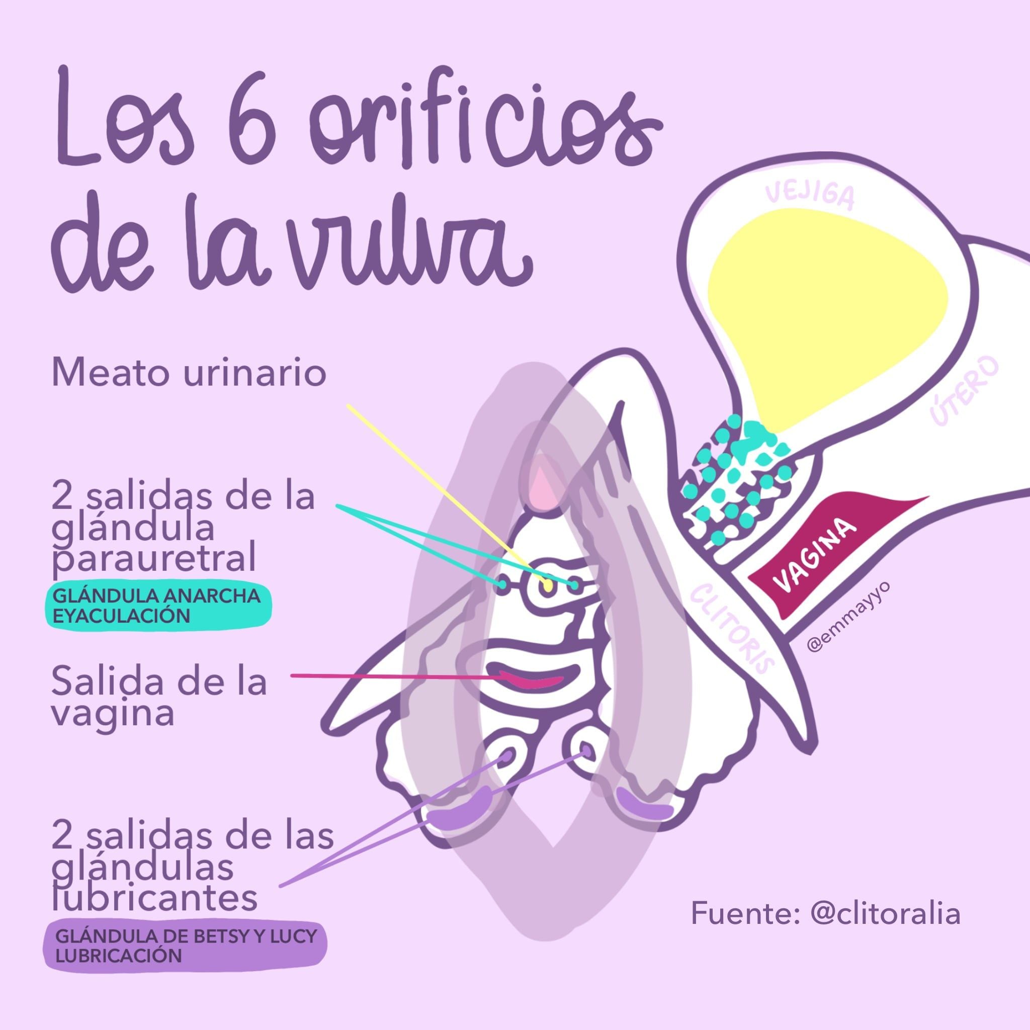 Diferencias en eyaculación ¿Por qué unos eyaculan más?
