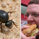 Efectos de comer hormigas vivas en el cuerpo humano