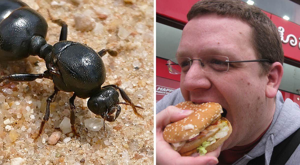 Efectos de comer hormigas vivas en el cuerpo humano