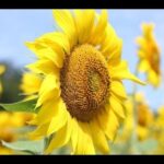 El amarillo fuerte revelado