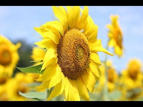 El amarillo fuerte revelado